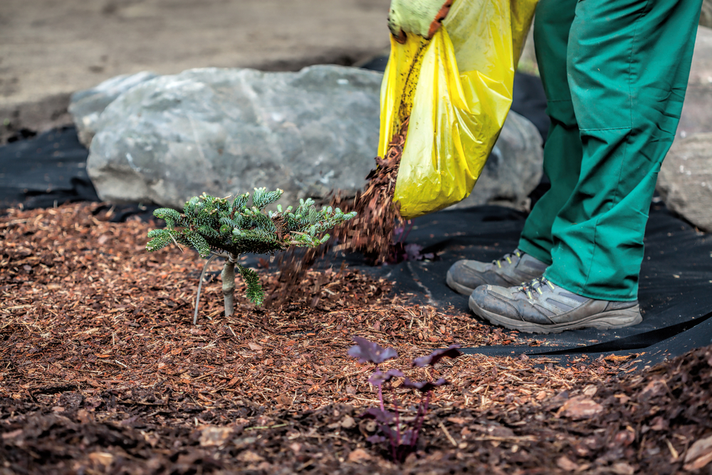 Gardner adding mulch around shrubs.